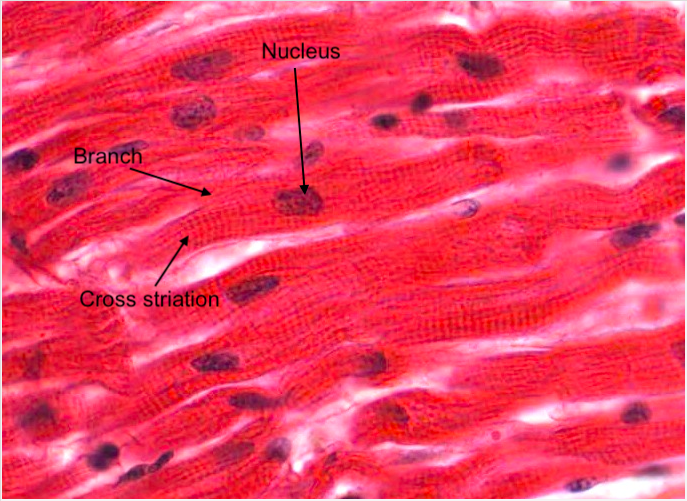 Atrium myocardium LS (same as ventricle)
