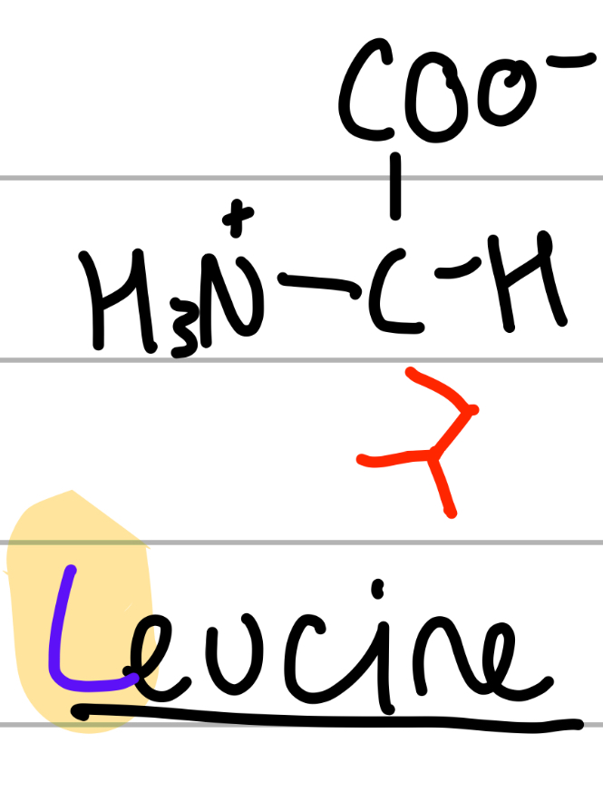 <p>CH2CH(CH3)2;</p><p>L = alphabetically first of the Ls</p><p>leuc = 4C;</p><p>np, Hphobic, aliphatic</p>