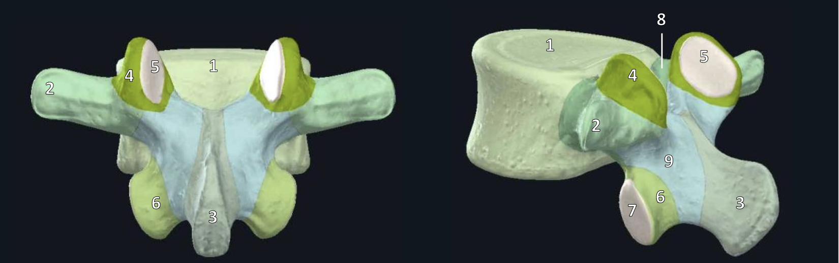 <p>What kind of vertebrae?</p>