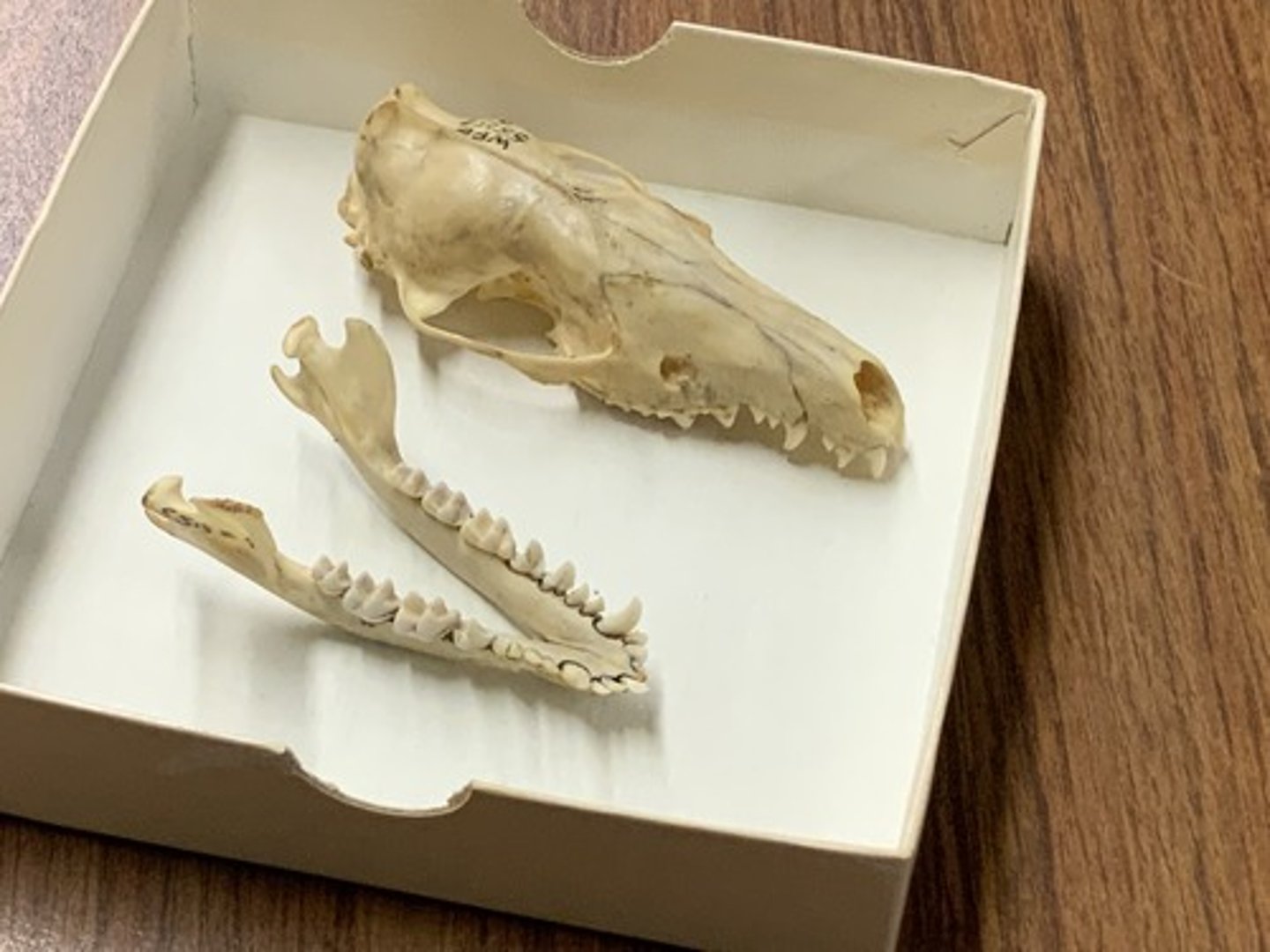 <p>Family, Order, Infraclass, Subclass</p><p>-narrow skull, long rostrum; small sagittal crest</p><p>-long incisors</p><p>-quadrate molar</p>