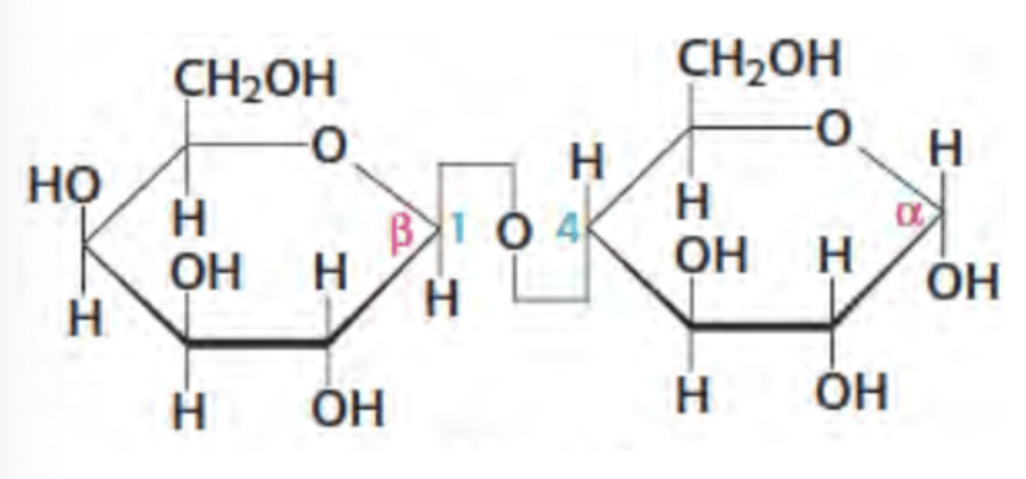 <p>galactose + glucose with beta glycosidic bond</p>