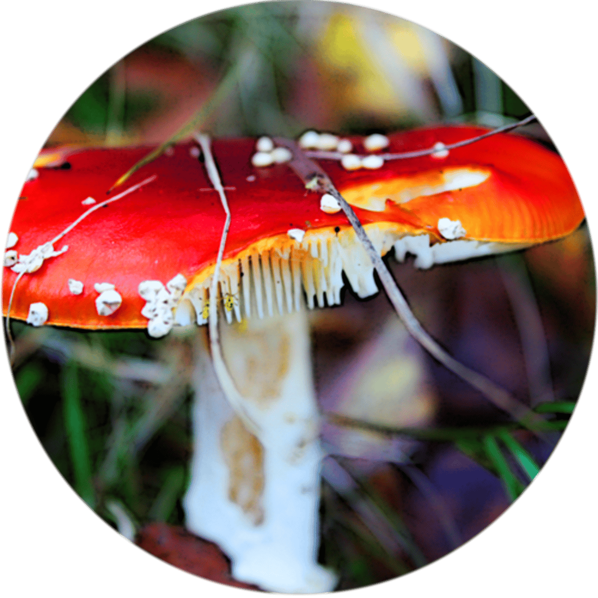 <p>Consumers that chemically break down dead or decaying matter. Examples include fungi, bacteria, and insects.</p>