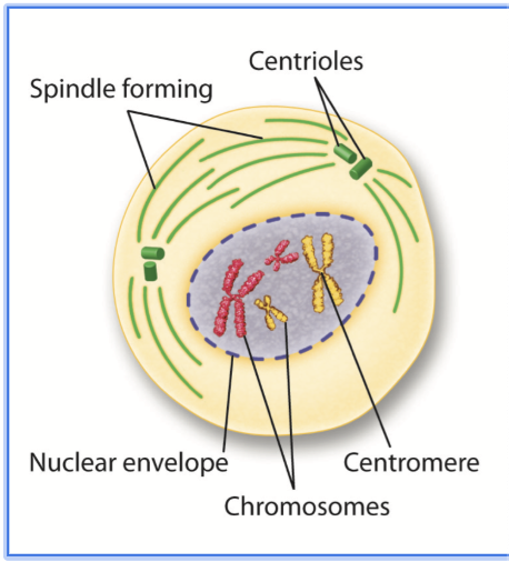 <p>What happens in Prophase?</p>