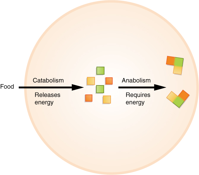 <p>the sum of all anabolic and catabolic reactions that take place in the body. Both anabolism and catabolism occur simultaneously and continuously to keep you alive.</p>