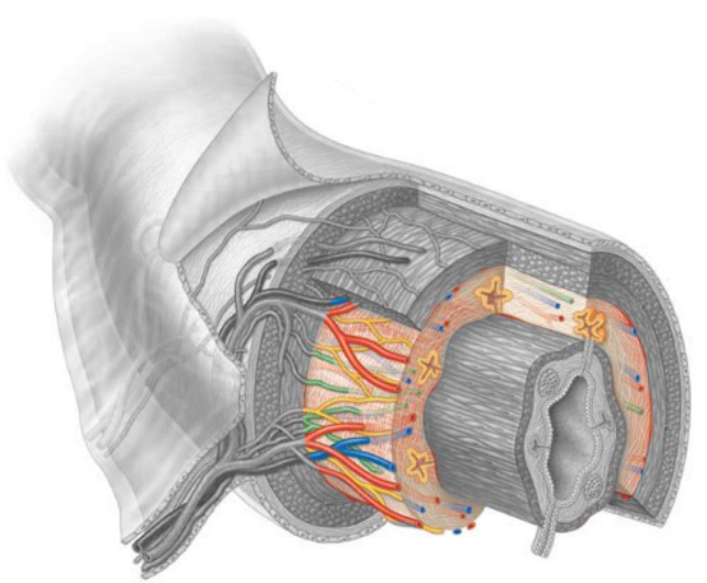 <p><span><span>Connective tissue housing large blood and lymphatic vessels as well as nerves</span></span></p>