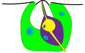 <p>External area is dome-like; innervated by a single sensory neuron</p>