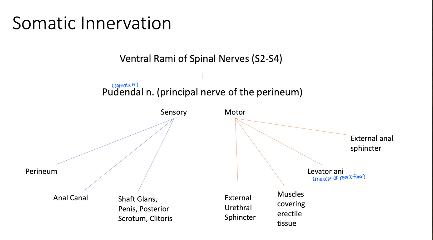 <ol><li><p>provides motor innervatoin to external anal sphincters and levator ani</p></li><li><p>Cutaneous innervation to scrotum, vulva, and perianal skin</p></li><li><p>sensory innervation to glans penis and clitoris</p></li></ol><p></p>