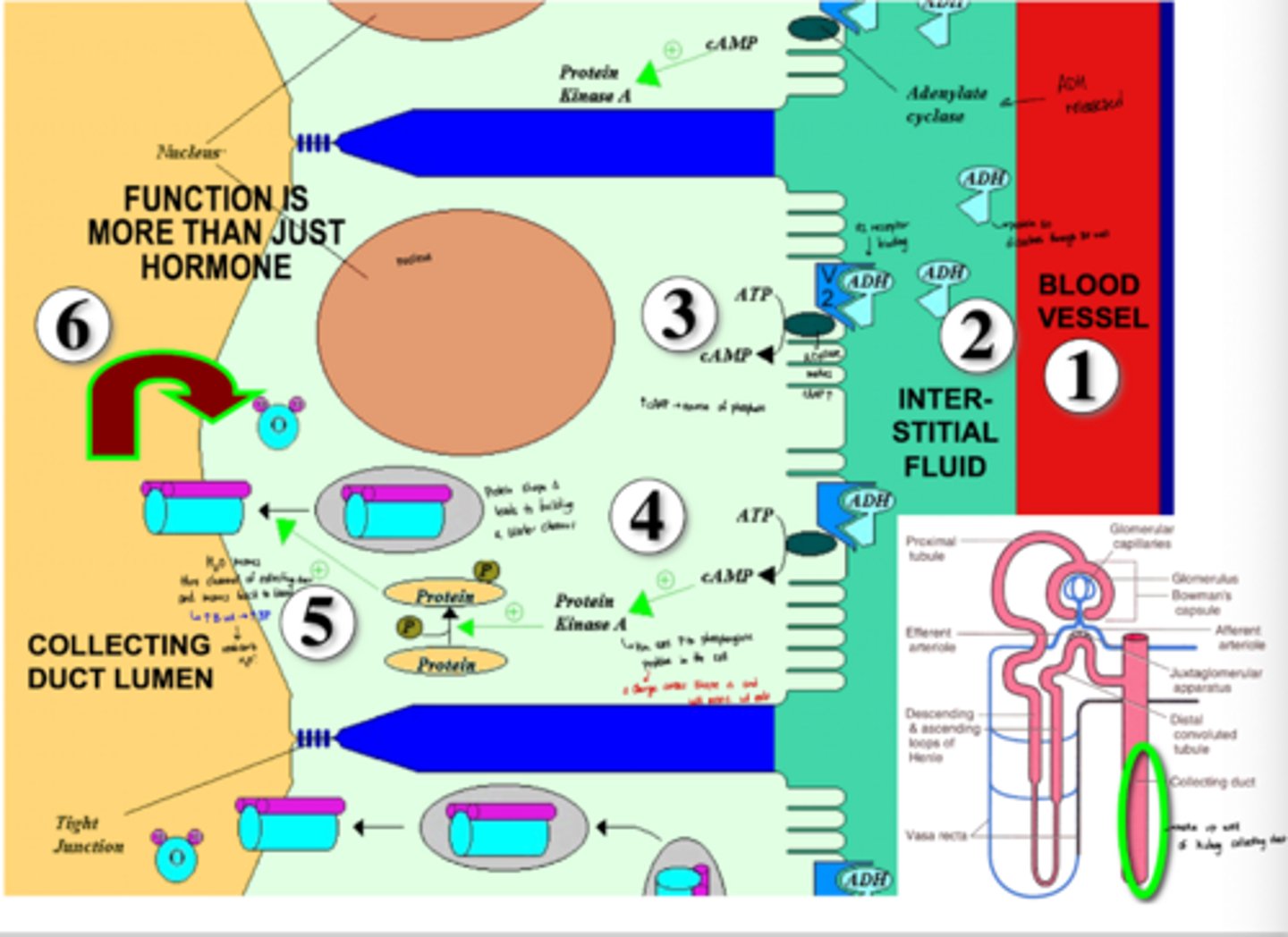 <p>-they bind and adenyl cyclase is actived</p><p>-adenyl cyclase increases phosphate sources</p><p>-protein kinase A then uses phophates to phosphorylate proteins in the cell</p><p>-phosphorylated proteins change shape and aggregate</p><p>-aggregation of proteins water water channels in the kidney cell membrane</p><p>-more water is reabsorbed through the lumen and the blood volume increases</p><p>-increase in blood volume increases BP</p>