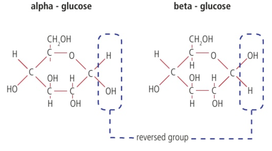 <p>the reversal of atoms of the right side of each molecule is significant for the types of polymers that they form.</p><ul><li><p>Starch and glycogen both use the alpha glucose</p></li><li><p>Cellulose use the beta glucose</p></li></ul>