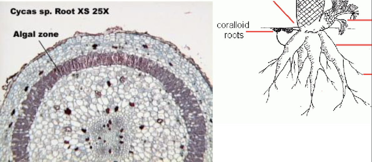 <p>Example on Cycads, they are roots that grow upwardds and have a ring of symbiotic cyanobacteria in the&nbsp;“algal zone” that fixes Nitrogen for the plant.</p>