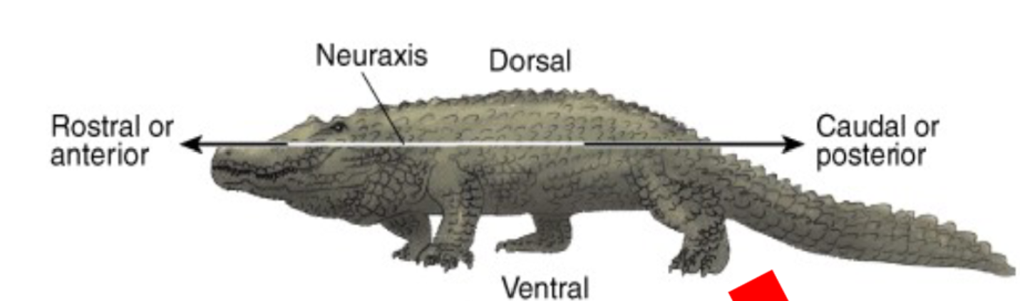 <p><span>Dorsal</span></p>