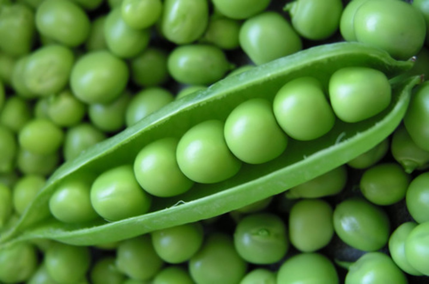 <p>peas</p>