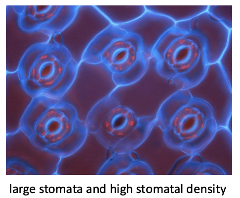 <ul><li><p>Large stomata</p></li><li><p>High Stomatal density</p></li></ul><p><em>To maximise the Co2 uptake→ the limiting factor</em></p><p></p>