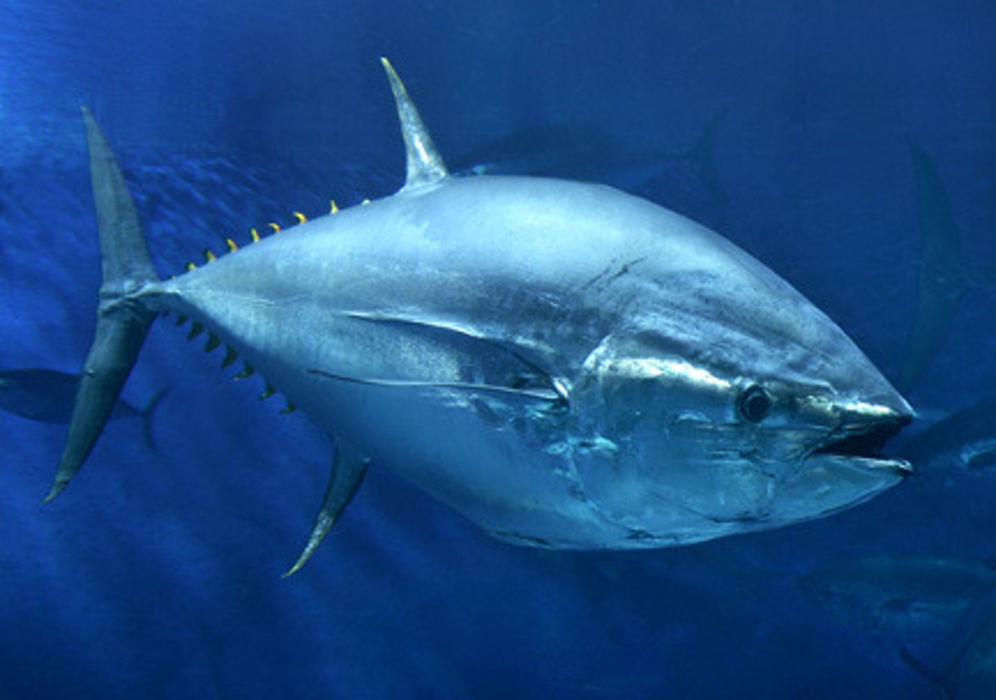 <p>Partially regulate body temperature, not as consistently as true endotherms. Temperature somewhat internally regulated.</p><p>Example: Bluefin tuna, some fish.</p>