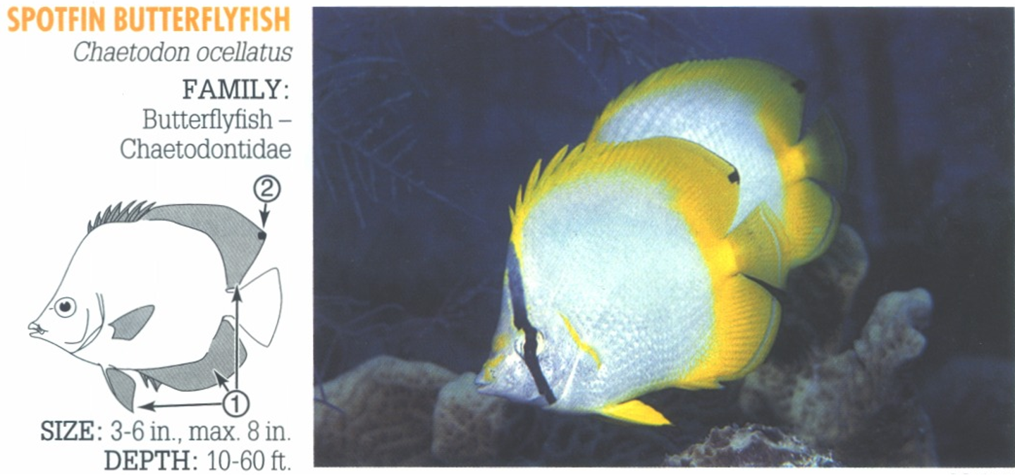 <p><span>1. Fins (except pectoral) bright yellow. 2. Black dot on outer edge of rear dorsal fin.</span></p>