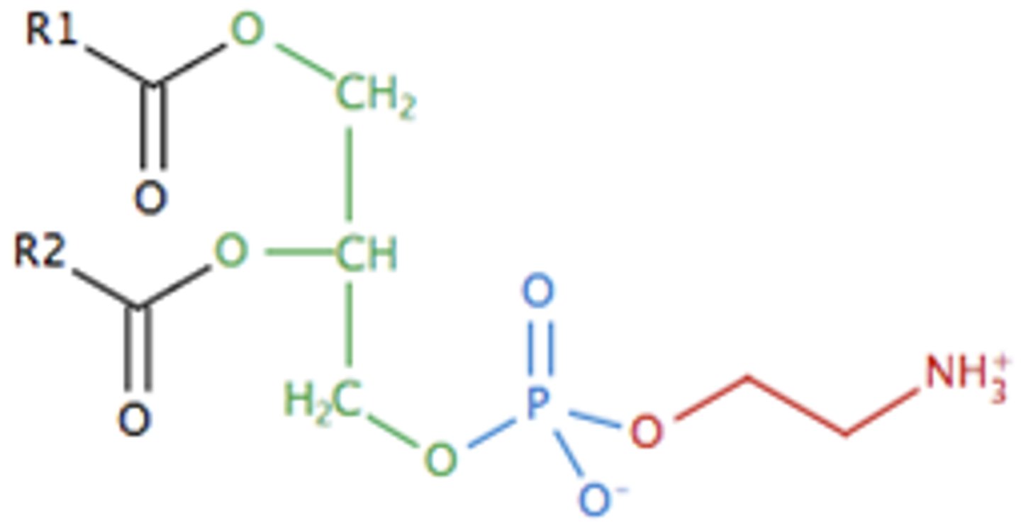 <p>2 fatty acid chains + phosphate, CH2, CH2, NH3+</p>