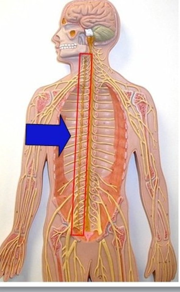 <p>paired ganglia near spinal cord, postganglionic neuron innervates visceral organs in thoracic cavity</p>
