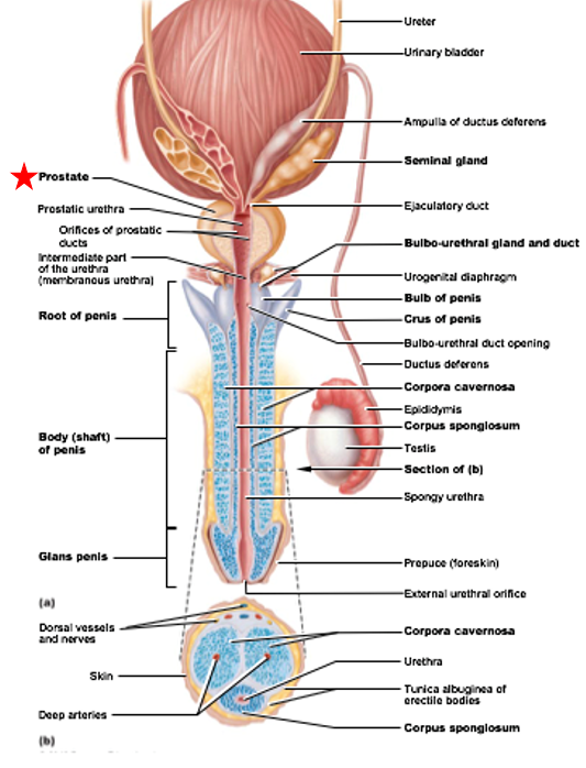 <ul><li><p>Accessory Gland of Male Reproductive System</p></li><li><p>Composed of 20-30 glands</p><ul><li><p>Produce citrate, prostate-specific antigen (PSA), and substances that help activate sperm</p></li><li><p>PSA: makes semen more liquidy</p></li></ul></li><li><p>Smooth muscle walls contract during ejaculation to release contents</p></li></ul><p></p>