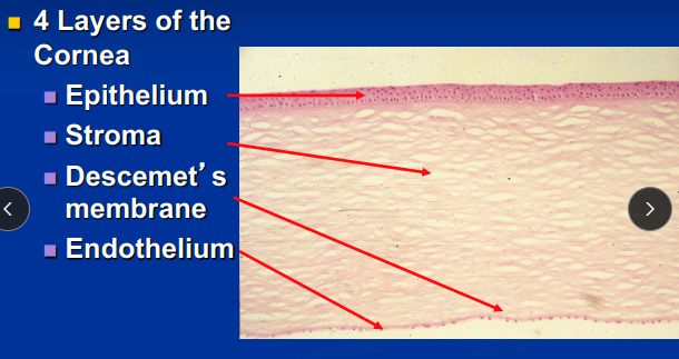 <p><span style="background-color: transparent;"><strong><span>Layers of the Cornea</span></strong></span></p>