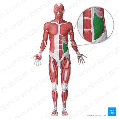 <p>What muscle is this?</p>