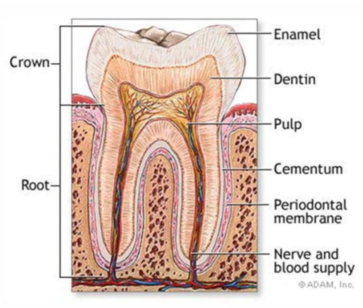 <p>the first inner layer around to the root of tooth</p>