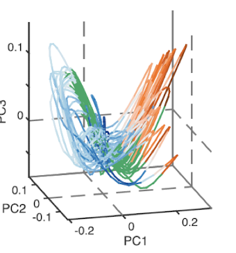 <p>the shape of the structure when mapping the principal components. It can be coloured by behaviour to show specific parts of phase-based trajectory</p><p></p><p>it is a lower dimensional surface embedded in a higher dimensional space</p>