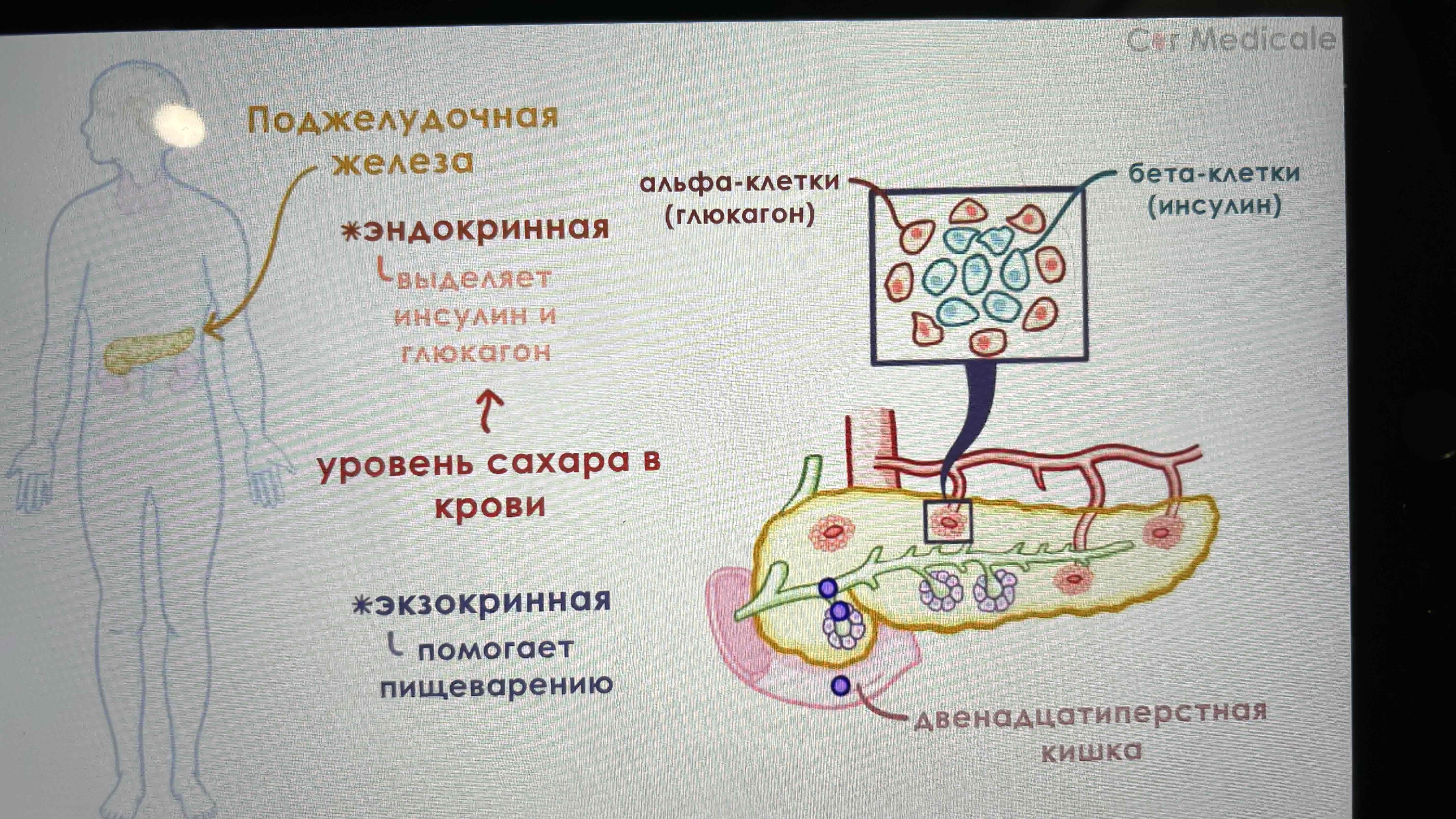 <p>Эндокринная и экзокринная</p>