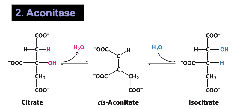 <p>2: Aconitase</p><p>Citrate→ cis-Aconitate + H<sub>2</sub>O→ Isocitrate</p><ul><li><p>Generation of isocitrate from citrate (isomerization)</p></li><li><p>Achieved through dehydration followed by hydration</p></li><li><p>Import for setup of next two oxidative decarboxylation reactions</p></li></ul><p></p>