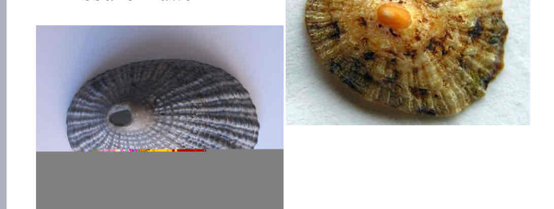 <p>What class are keyhole limpets</p>