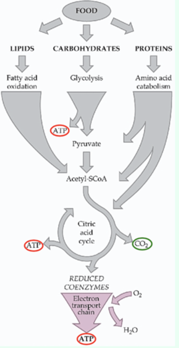 <p>oxidation of various energy nutrients in food to CO2</p><p>results in the formation of the energy carrier ATP that can be used to drive useful work</p>