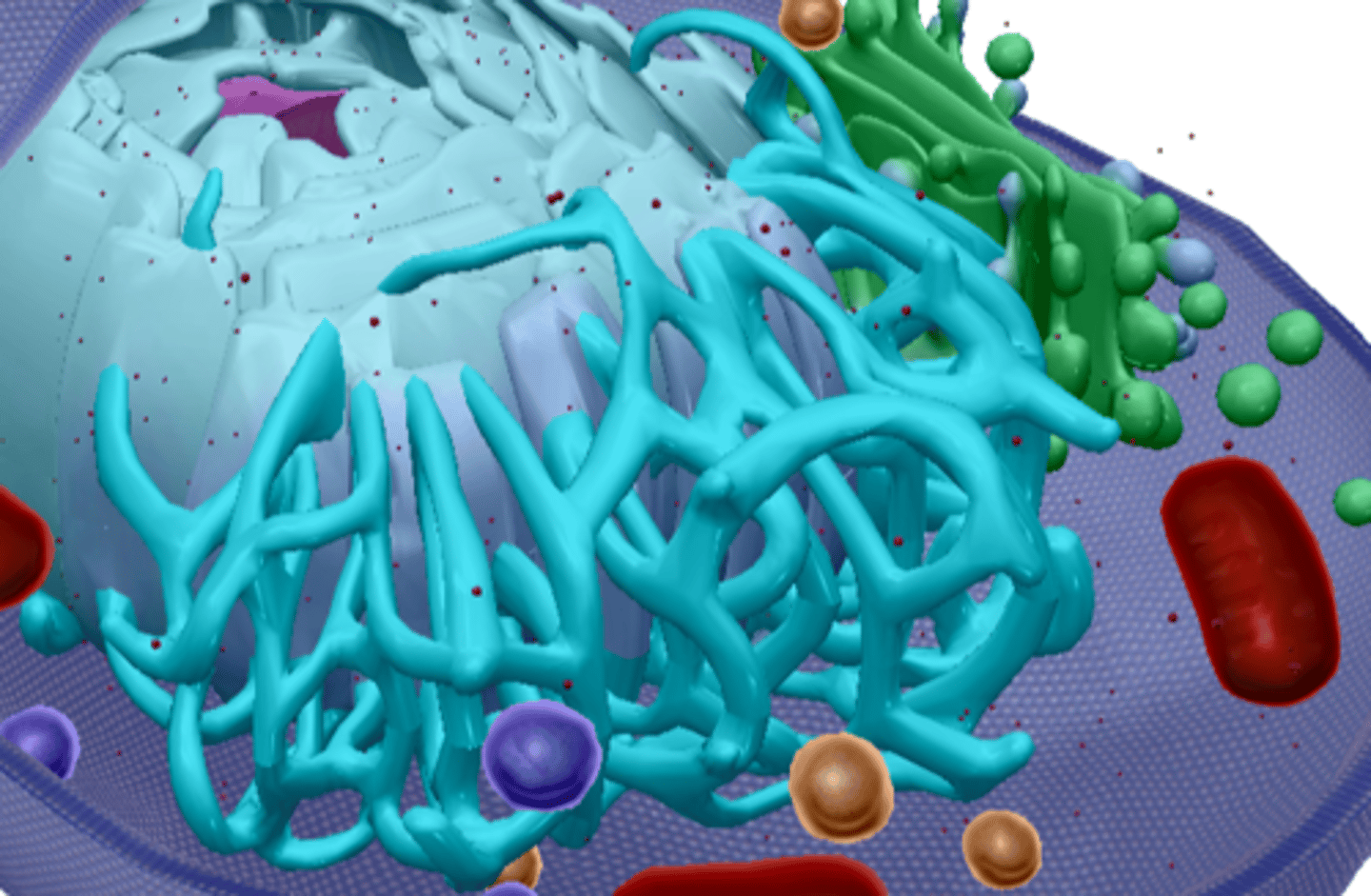 <p>Makes lipids</p>