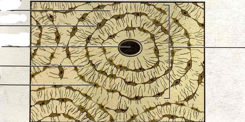 <p>The central channel in an osteon that contains blood vessels and nerves.</p>