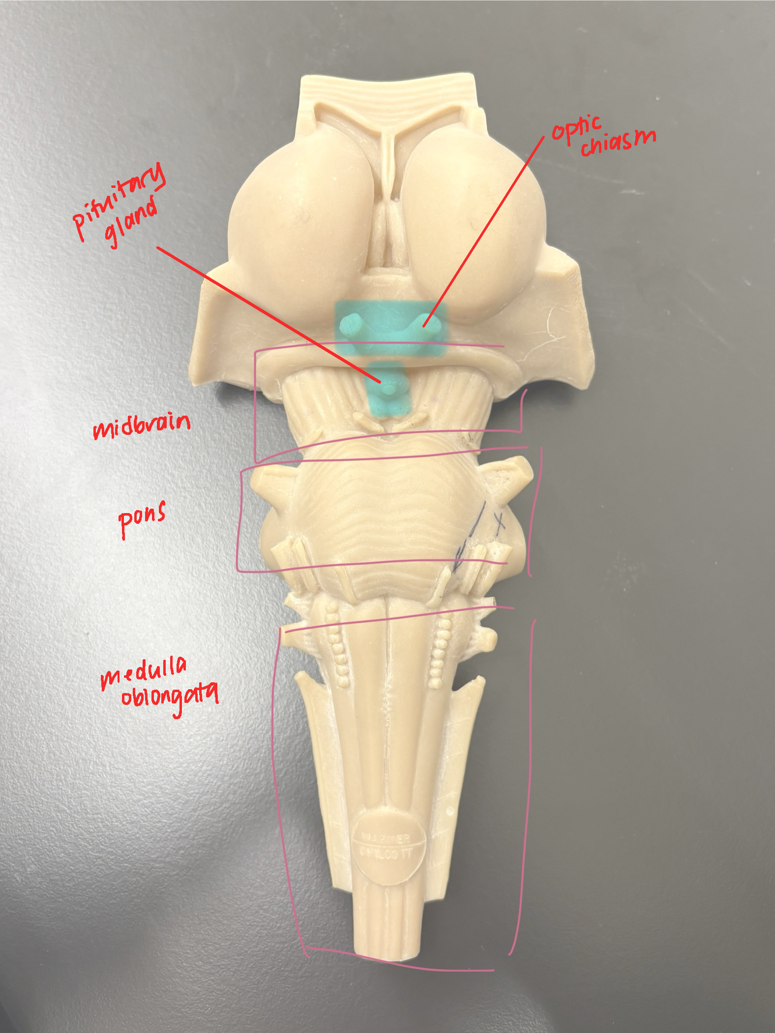 knowt flashcard image
