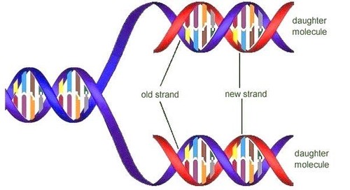 <p>Results in two DNA molecules with one original strand and one new strand, known as semi-conservative replication.</p>