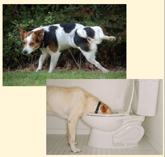 <p>Clinical signs of Diabetes Insipidus </p>