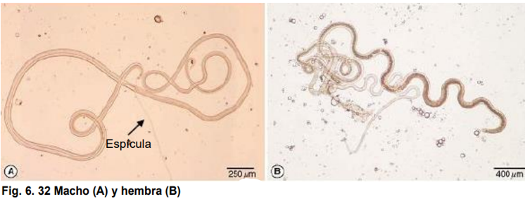 <ul><li><p>localización= intestino delgado (esófago= contorta)</p></li><li><p>Huésped intermediario= lombriz de tierra </p></li><li><p>Huésped final= gallinas, gansos, pavos, palomas</p></li><li><p><strong>ciclo directo</strong> e indirecto (contorta y caudinflata)</p></li><li><p>cuerpo delgado como un cabello, esófago largo, puede tener membranas caudales.</p></li><li><p>M= espícula, bolsa prepucial con espinas o no.</p></li></ul>