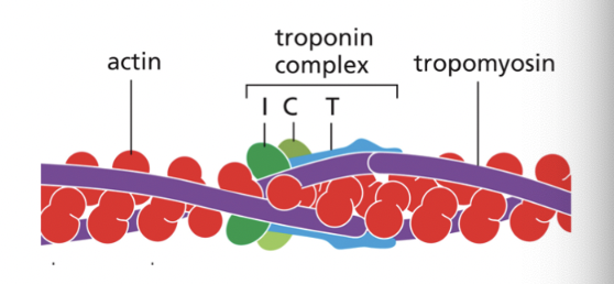 <p>stabilizes filament, modulates binding of other accessory proteins</p><ul><li><p>held in place by troponin complex</p></li></ul><ul><li><p>in muscle contraction, blocks myosin binding sites on actin subunits at low [Ca2+]</p><ul><li><p>At high [Ca2+], tropomyosin shifts position, revealing the myosin binding sites (this forms a cross bridge &amp; starts contraction cycle)</p></li></ul></li></ul><p></p>