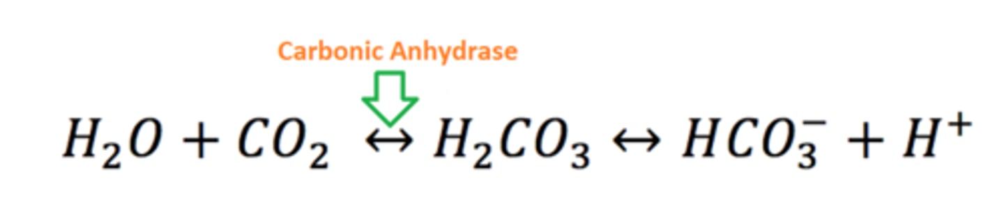 <p>What is this equation, which direction does it go in for the lungs, and what is it's function</p>