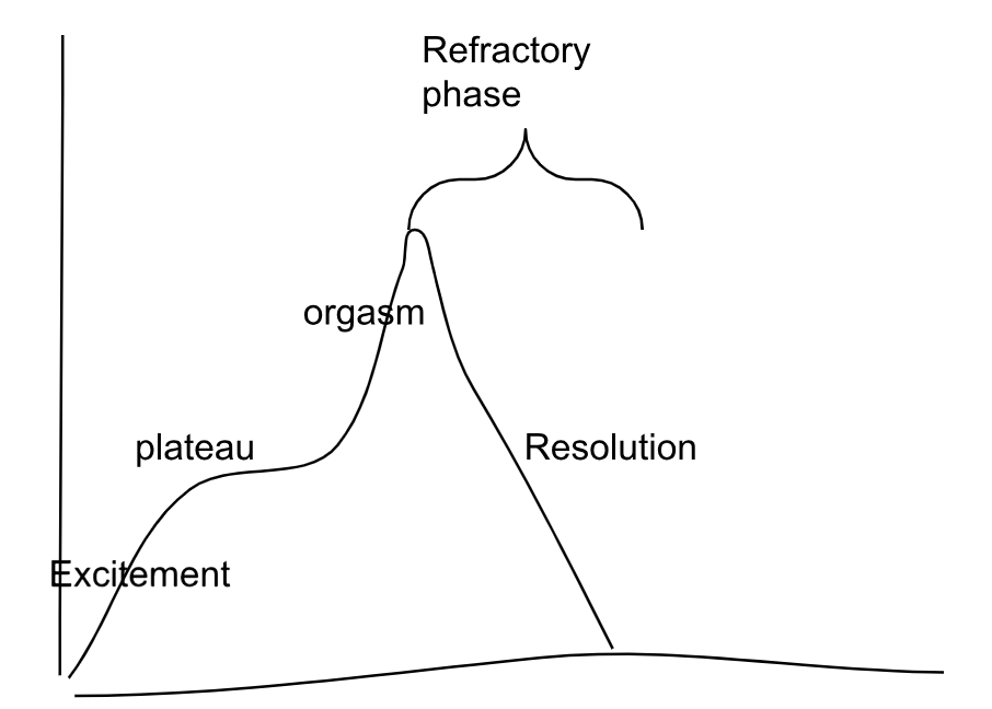 <p>excitement phase</p><p>plateau phase </p><p>orgasm phase</p><p>resolution period </p><p>refractory phase </p>