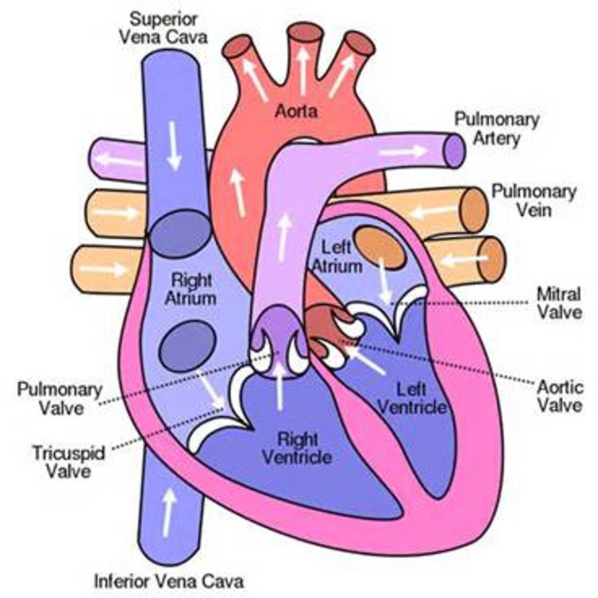 <p>1. superior/inferior vena cava into right atrium</p><p>2. from right atrium blood will pass through tricuspid valve into right ventricle</p><p>3. right ventricle contracts and sends blood to pulmonary artery</p><p>4. pulmonary artery will bring blood to lungs to be oxygenated</p><p>5. pulmonary veins will bring blood back to heart</p><p>6. blood will flow to left atrium</p><p>7. let atrium will send blood through bicuspid valve into left ventricle</p><p>8. left ventricle will contract and send blood through semilunar valve and into aorta then to rest of body</p>