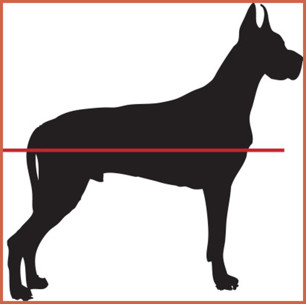 <p>divides body into dorsal and ventral parts</p>