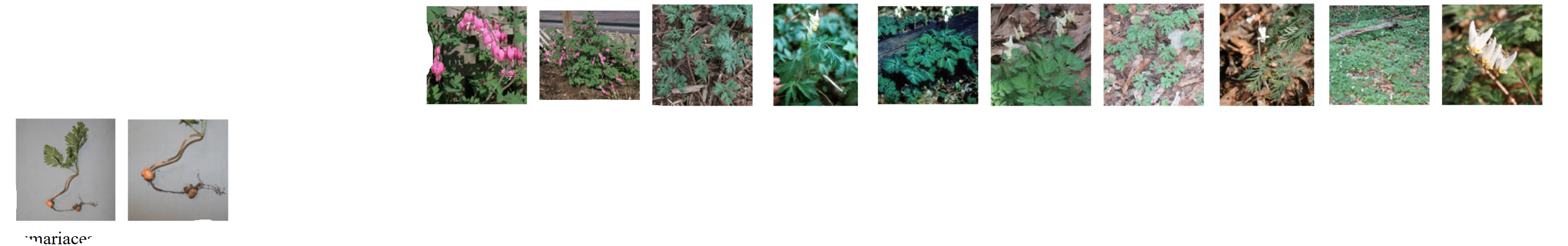 <p>Poppy alkaloid</p>