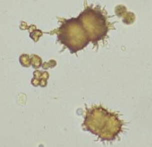 term image