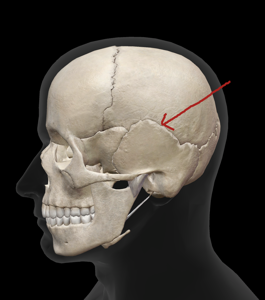 <p>What is the name of this suture?</p>