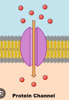 <p>allow a particular molecule or ion to cross the plasma membrane freely</p>