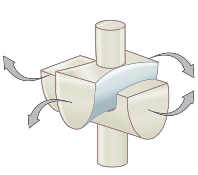 <p>Name and describe the following joint: </p>