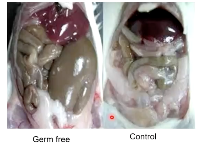 <ul><li><p>Underdeveloped immune system</p></li><li><p>Highly susceptible to infection</p></li><li><p>Need ~30% more food than controls to get same nutrients/energy</p></li></ul><p></p>