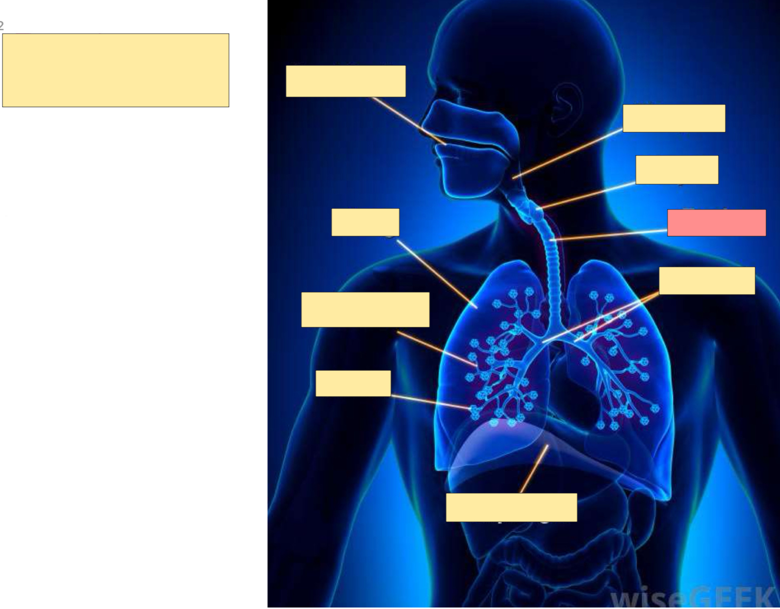 <p>What part of the esophagus is this?</p>