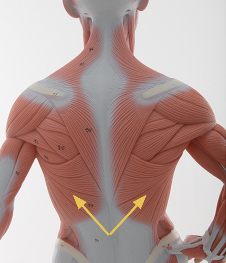 <p>latissimus dorsi m.</p><p>O: T7-L5, lower ribs, iliac crest, thoracolumbar fascia<br>I: intertubercular sulcus/groove of humerus<br>A: <span>Shoulder extension, shoulder ADDuction and medial rotation</span><br>Inn: Thoracodorsal nerve (C6-8) aka middle scapular nerve</p>