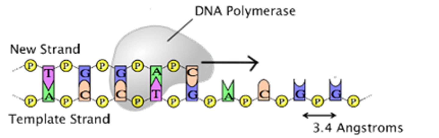 <p>During DNA replication, the two strands of a "parent" DNA molecule are broken apart. Each of these strands serves as a template for the creation of a new "daughter" strand. Because of the base pairing rule, the parent template strand will always code for the complementary sequence of nucleotides in the daughter strand (A to T, C to G). The complementary base paring will maintain the sequence of the DNA from generation to generation.</p>